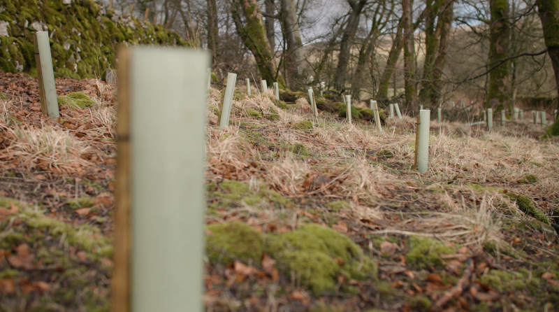 Trees planted at Malham