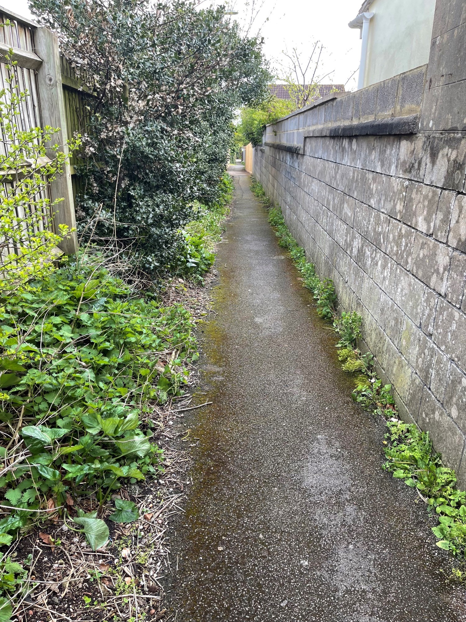 Overgrown vegatation on pathway between Brayne Court and Bath Road, t 