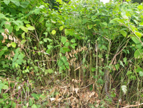 An isolated outcrop of Japanese Knotweed