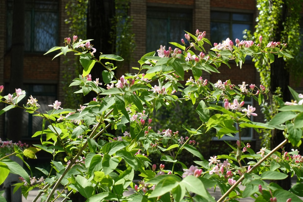 Honeysuckle