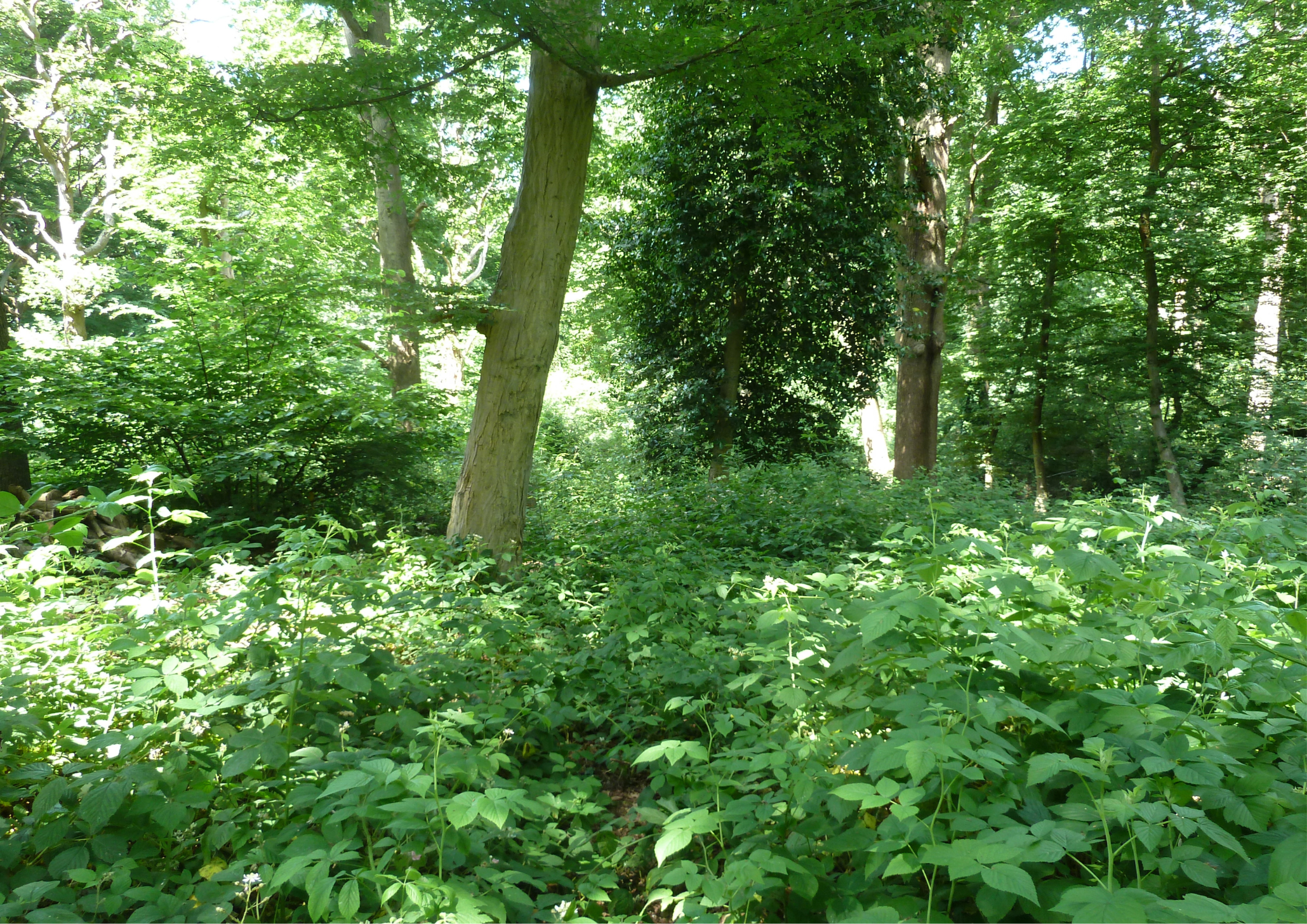 After: conservation area in Highgate Wood after 5 years