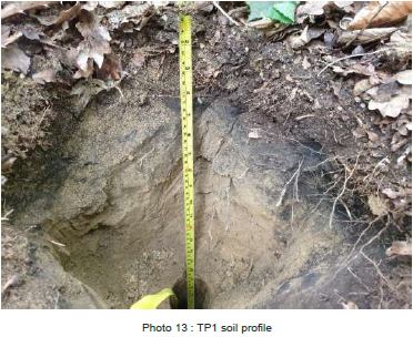 Soil profile in area with thick ground cover - Bluebell Wood, Summer 2022