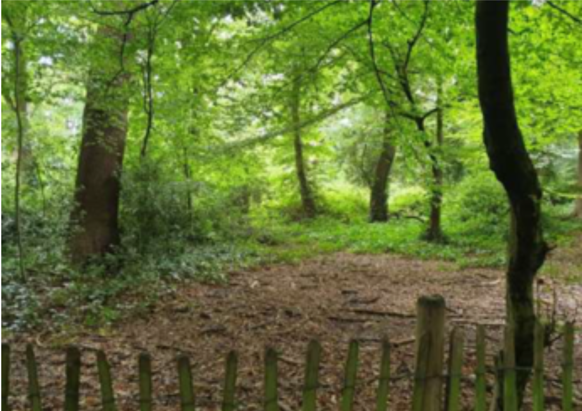 Conservation area within Highgate Wood fenced resulting in gradual improvement of soil profiles, health, microbial diversity and carbon storage over the long term