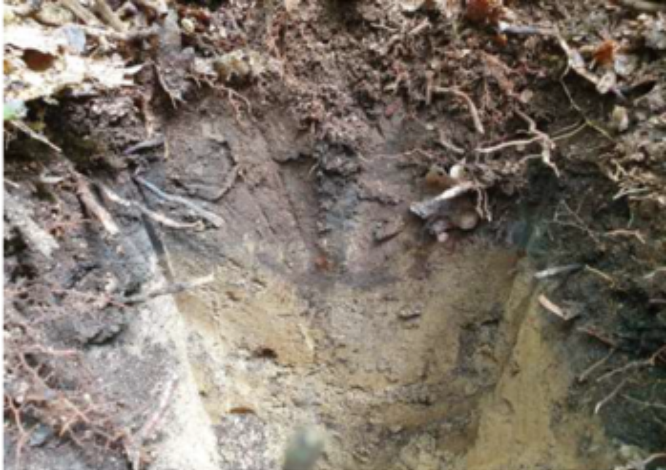 Undisturbed soil profile at Highgate Wood provides an example of what might be achievable within soils at other woodland sites over the long term