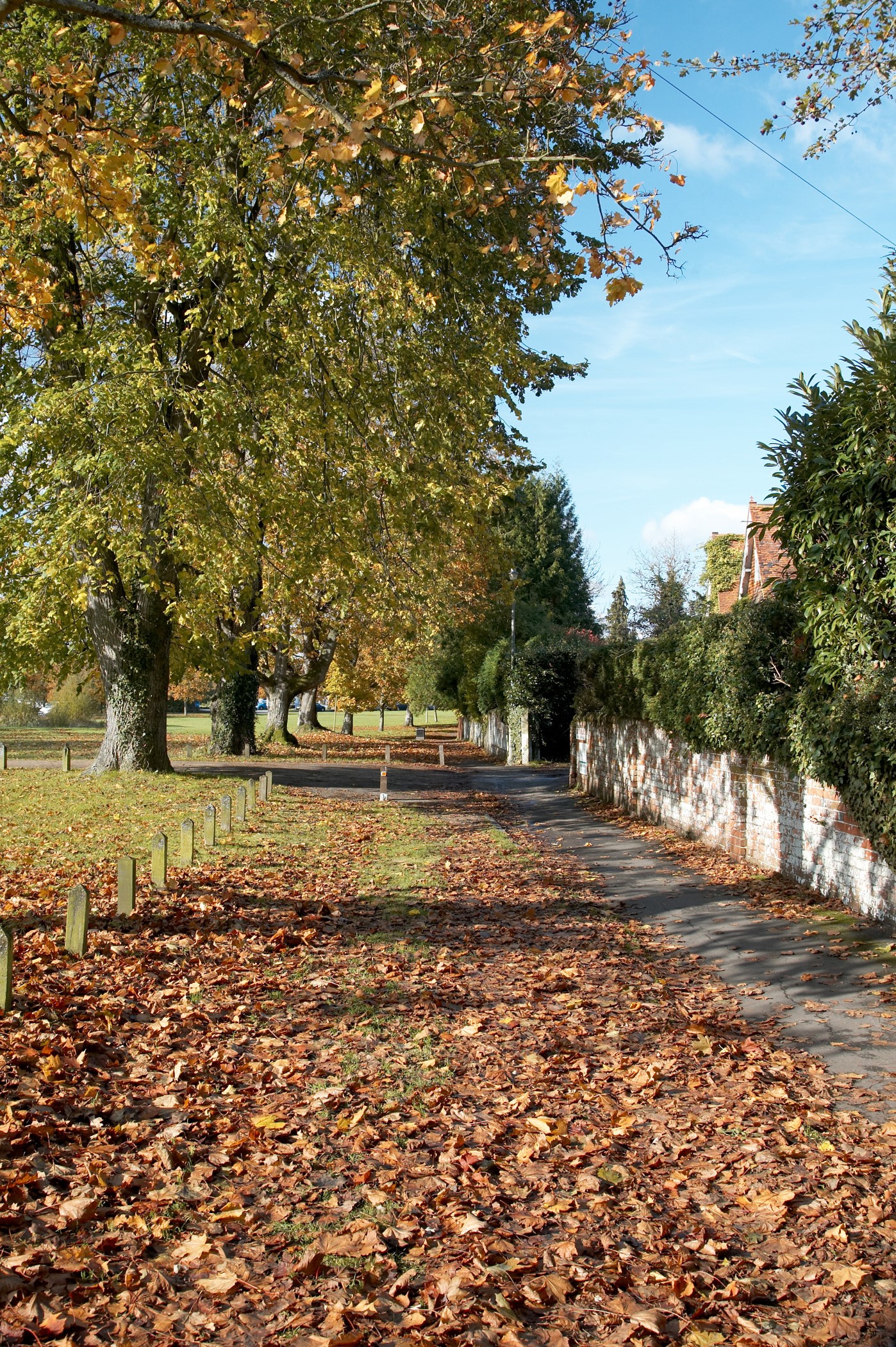 autumnal trees with a footpath