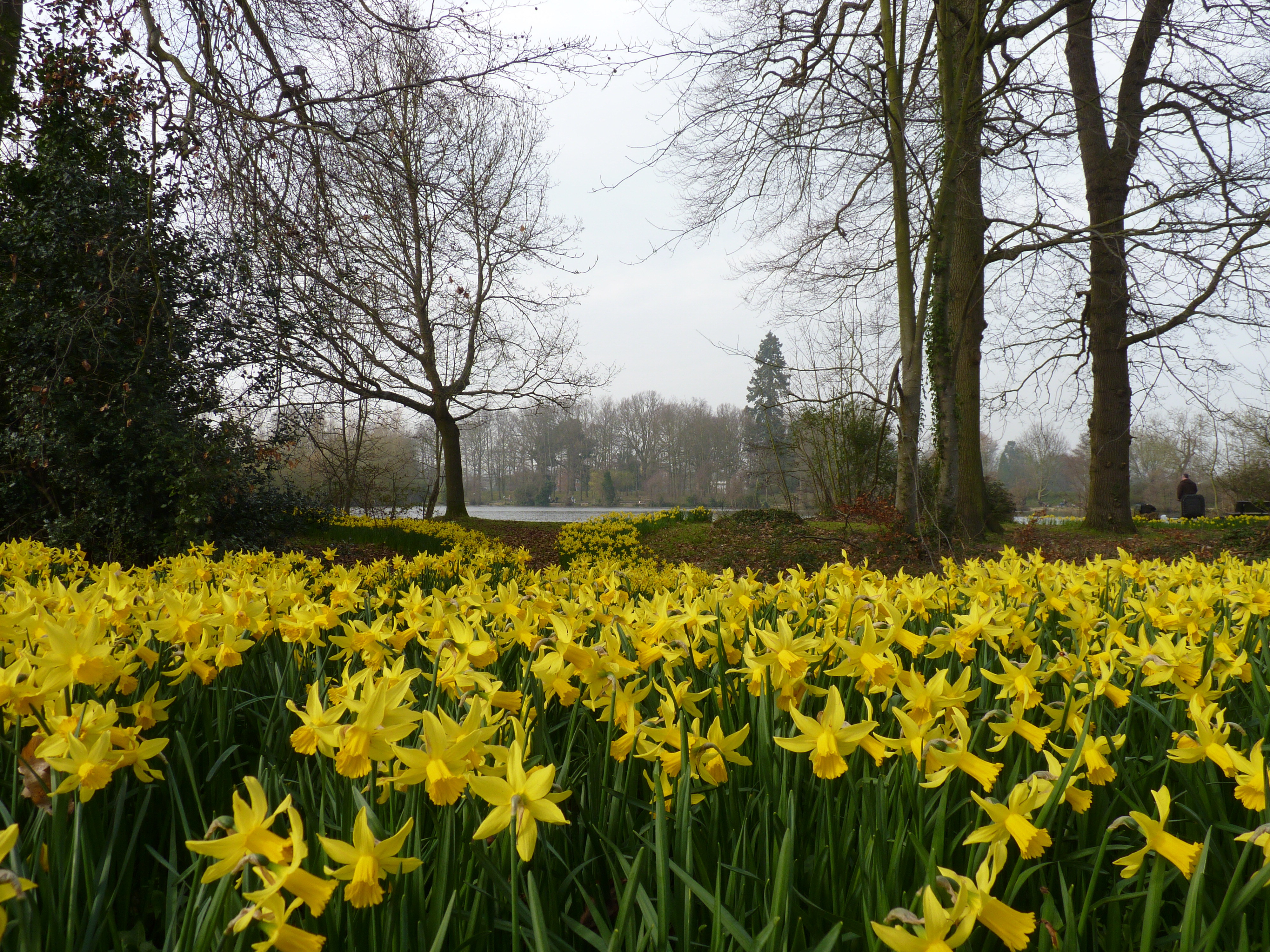 Daffodils in Broadwater Park