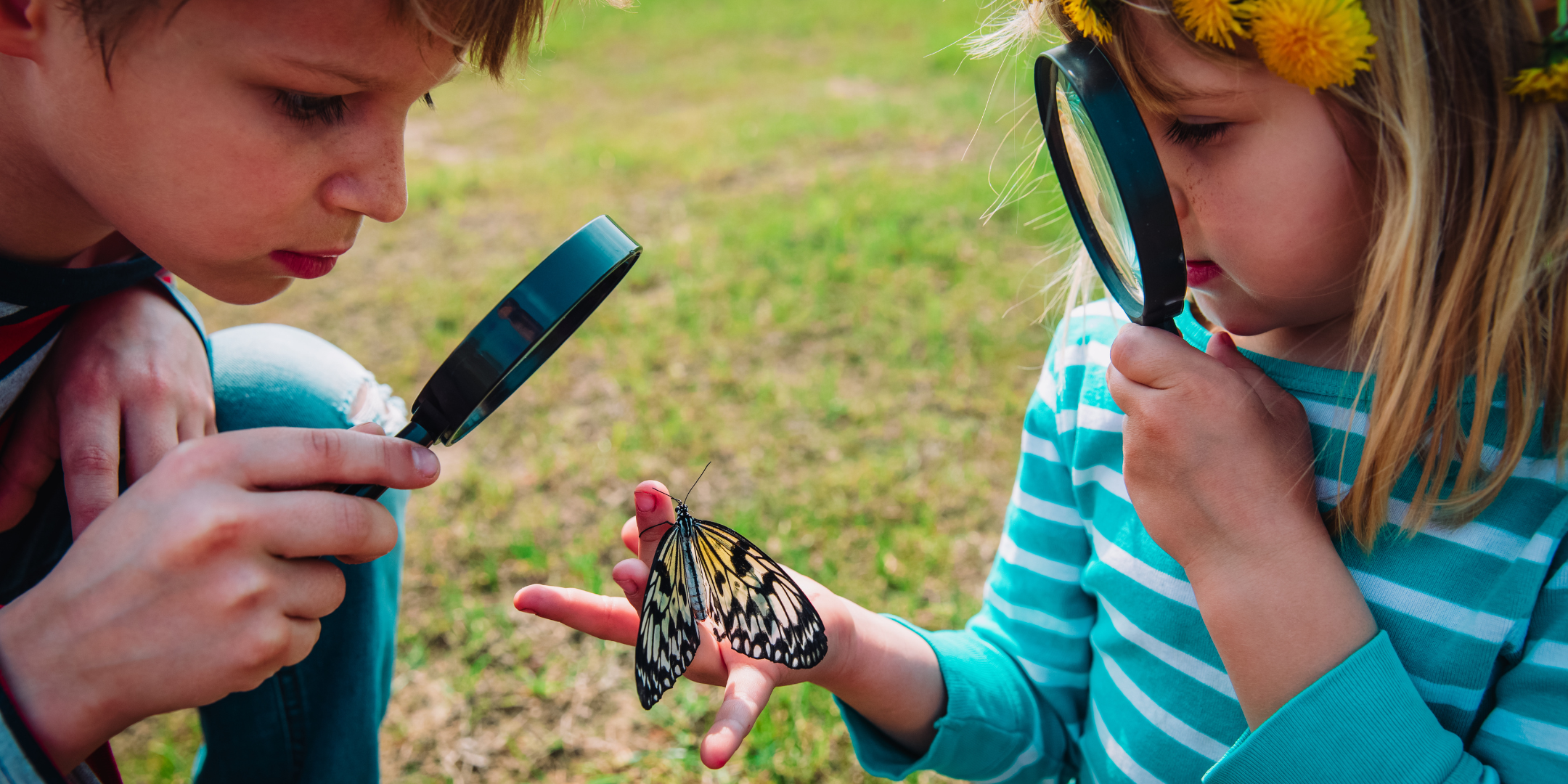 Children identifying a butterfly on a nature walk