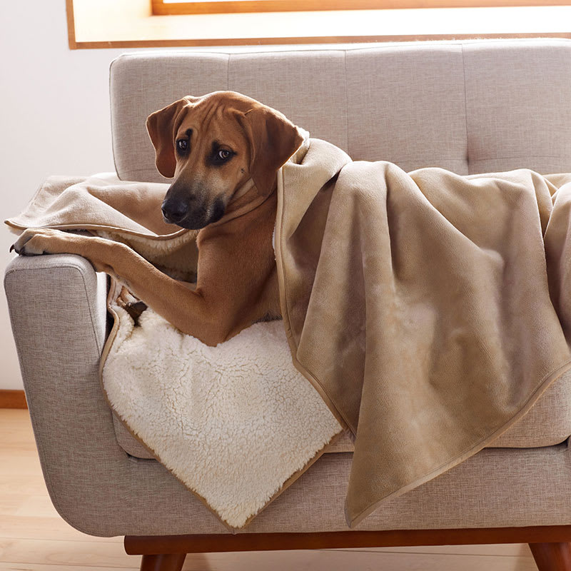 Cheap dog blankets discount