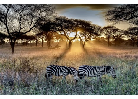 Cebras en un campo de África al atardecer