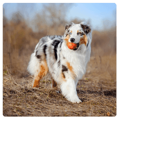 choisir une assurance chien