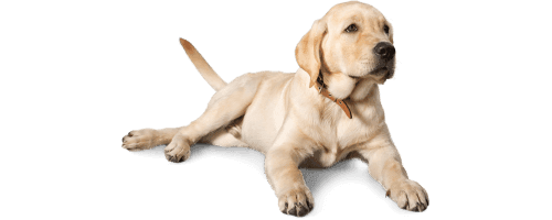 assurance pour chien