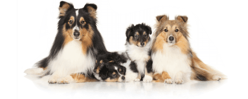 assurance pour chien