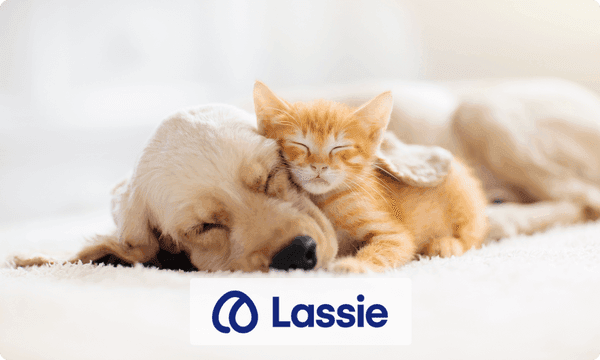 assurance animaux lassie