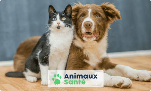 animaux santé