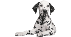 comparateur assurance animaux