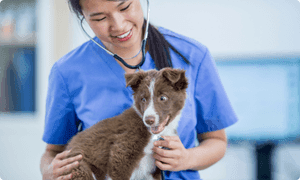 prix sterilisation chien