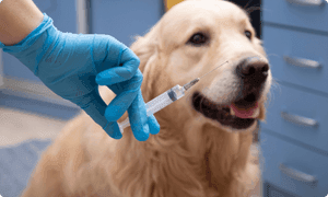 prix vaccin chien
