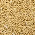Millet Jaune