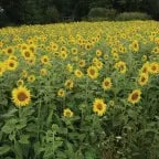 Tournesol Couvert