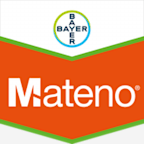 Mateno