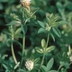 Trèfle d'Alexandrie Tabor