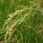 Millet Blanc