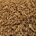 Avoine Fourragère Bio (ab)