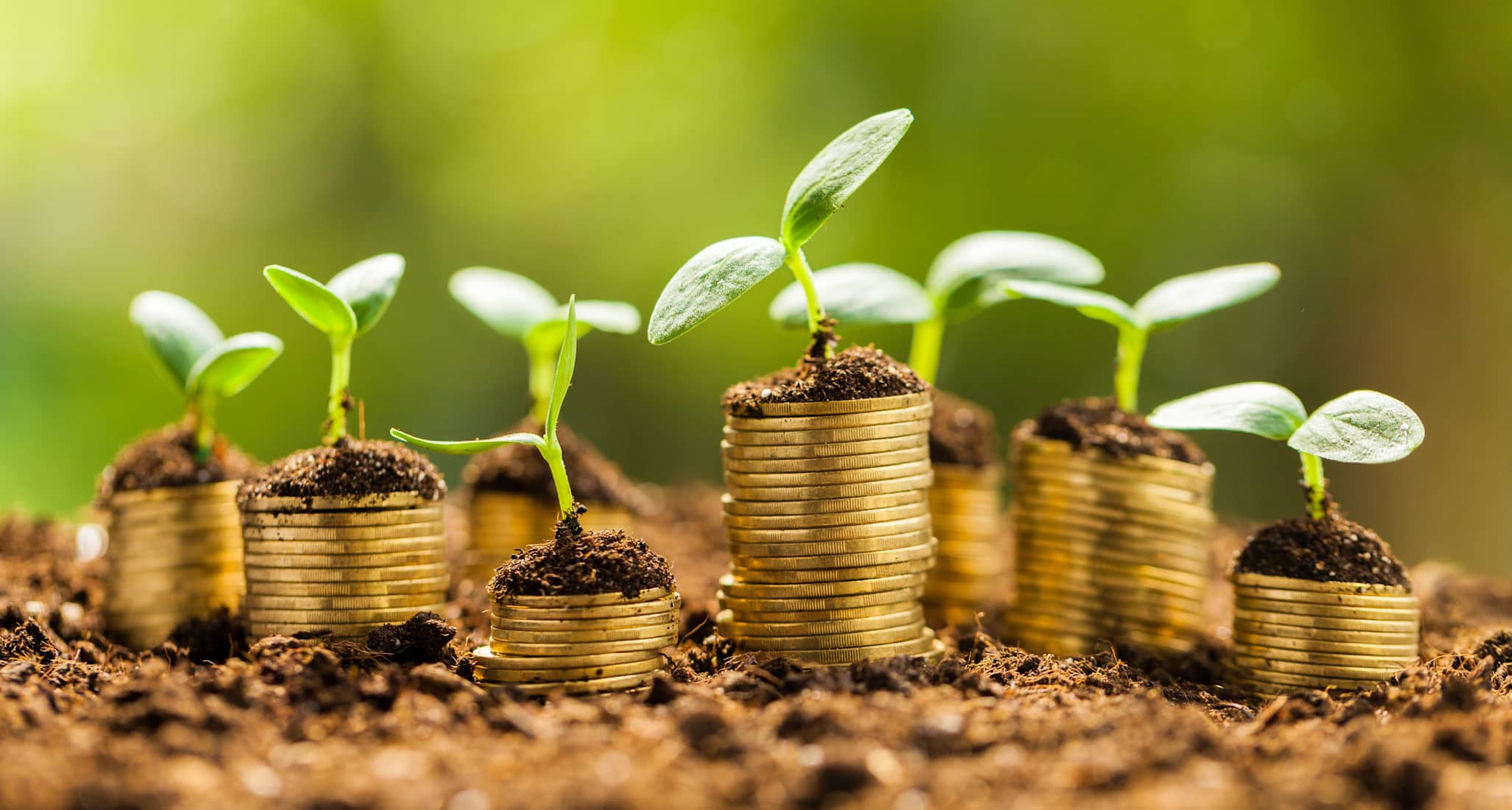 De petites plantes semblent pousser à partir de piles de pièces d’or posées sur de la terre.
