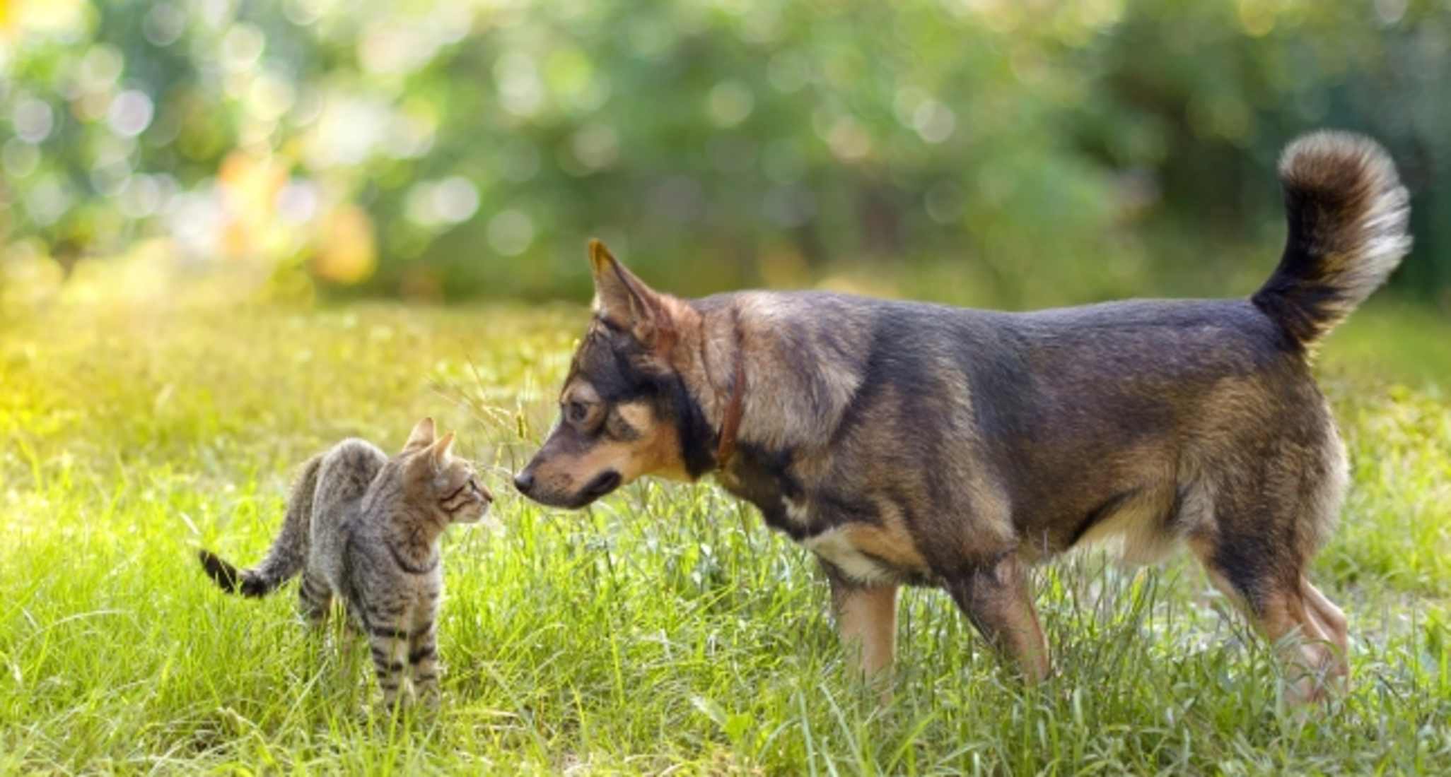 Chien et chat jouent dans une prairie.