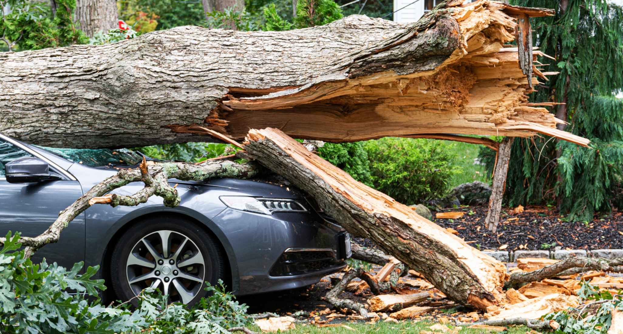 Un arbre déraciné écrase une voiture