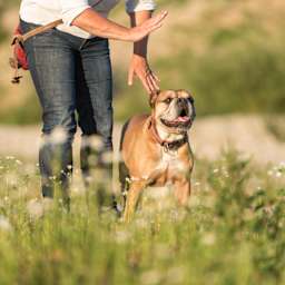 Des propriétaires et leurs chiens s’entraînent sur la pelouse.