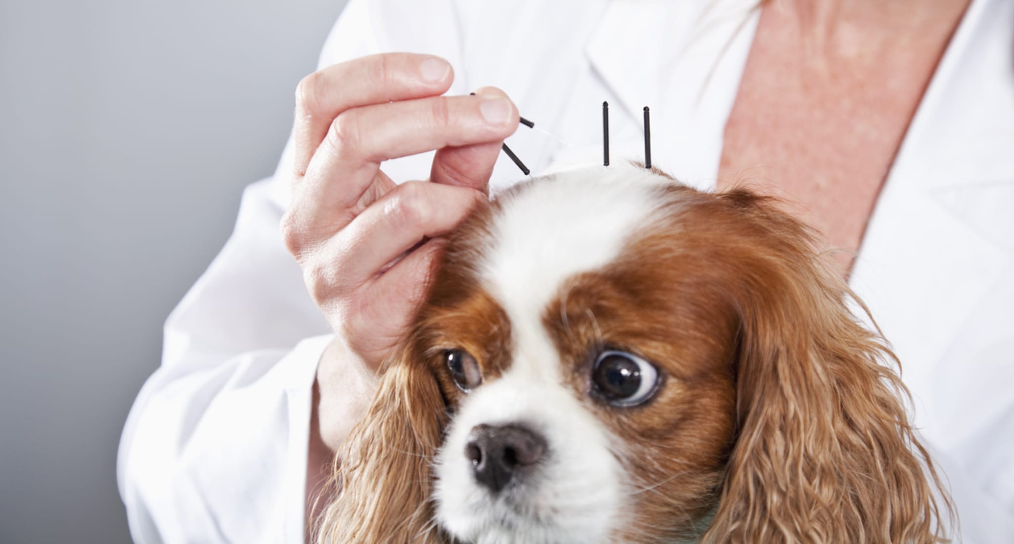 Un cane viene curato con aghi di agopuntura.