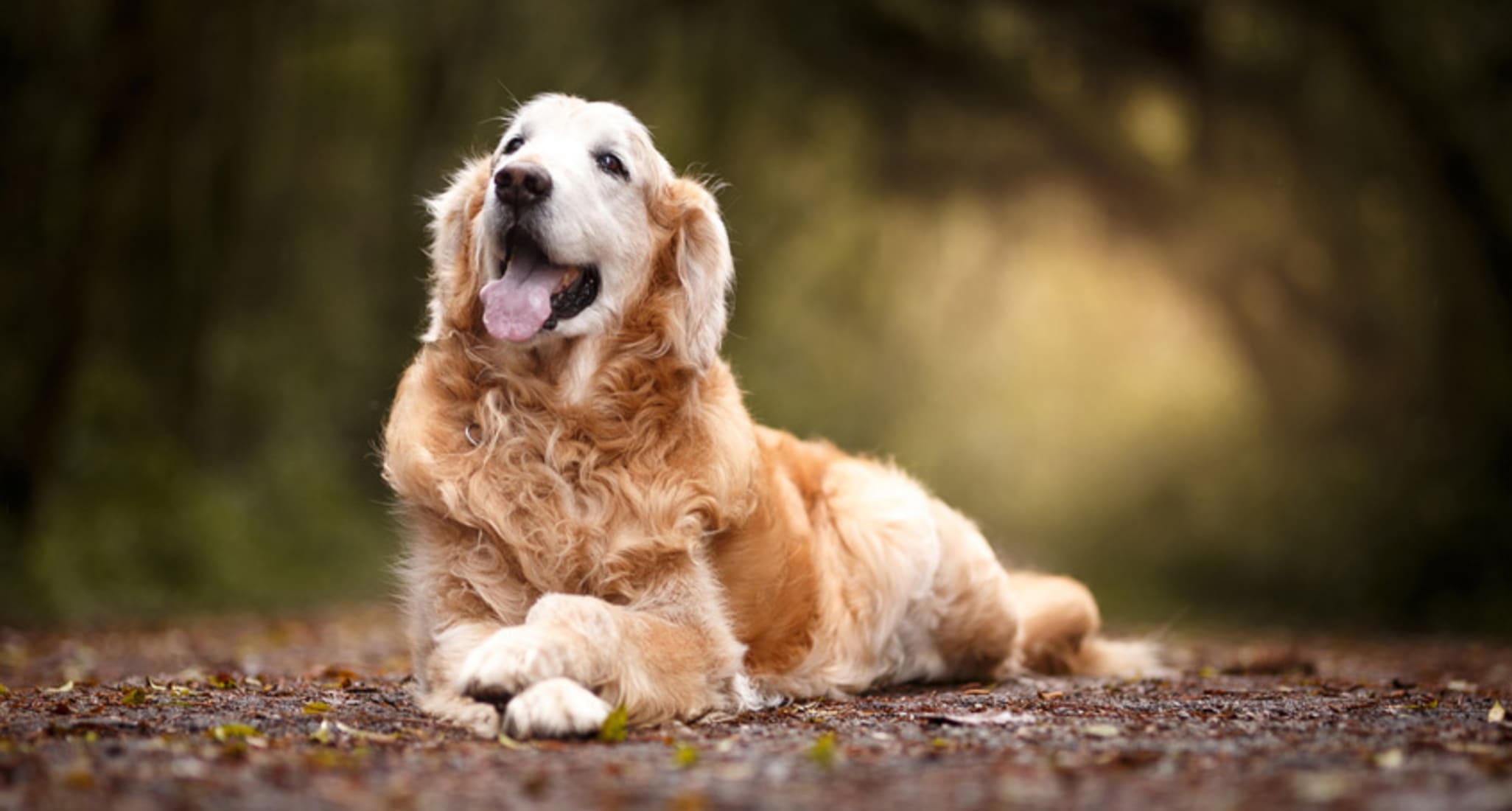 Hundesteuer-Einnahmen haben sich verdoppelt.