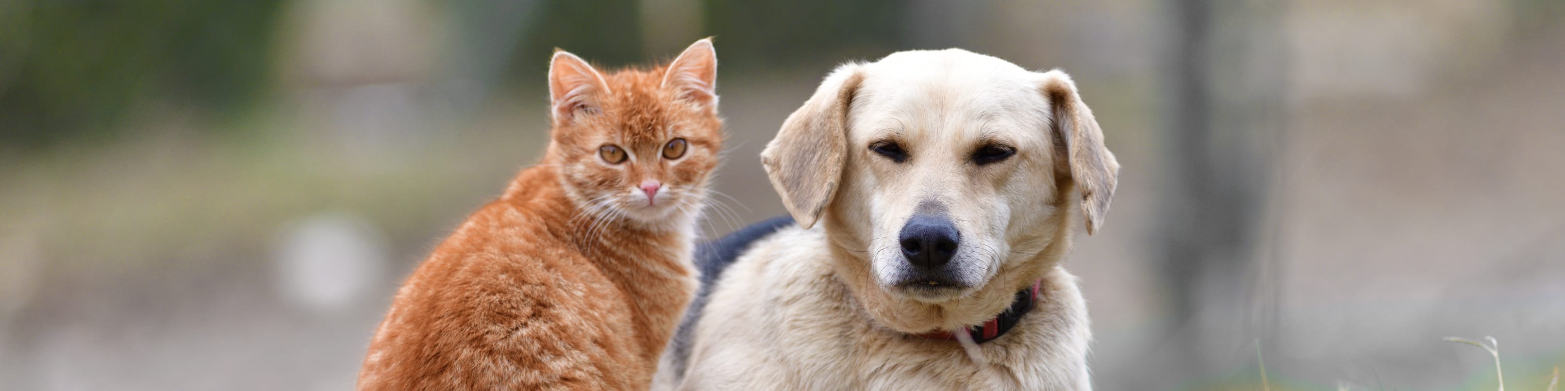 Gatto e cane siedono pacificamente uno accanto all’altro