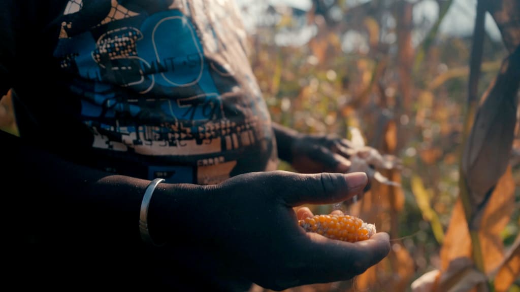 A man stands in a corn field and holds a husk of corn.