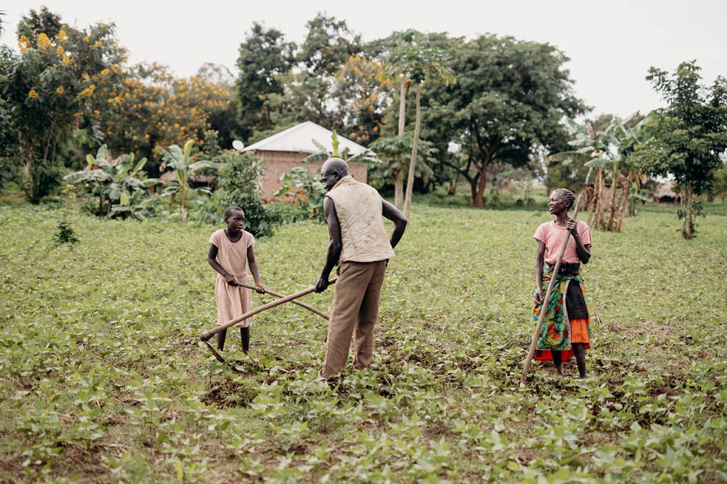 two grandparents and a young girl in Uganda work in their field with wooden gardening tools A man, a woman and a little girl are in a field using hoes to garden.
