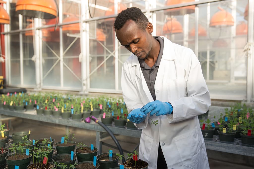 a man studies plants in a greenhouse, wearing a white lab coat A man is in a greenhouse with a lab coat. He is surrounded in pots of plants.