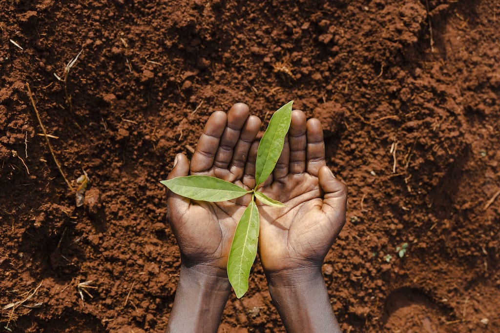 A tree seedling in someone's hands.