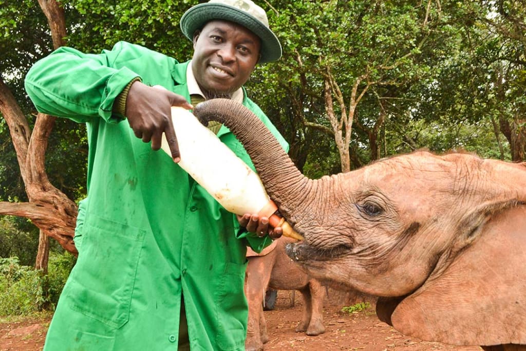 A man uses a large bottle to feed a baby elephant