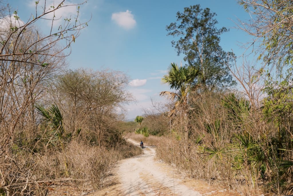 A dry dirt road in Indonesia, lined by dry trees.