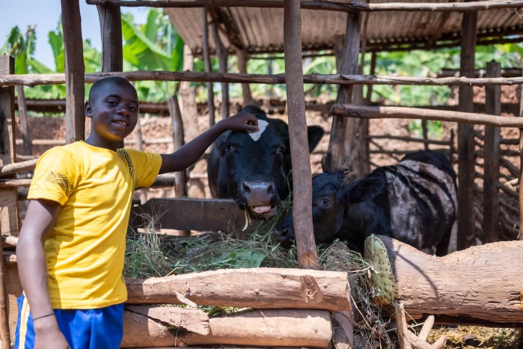 Patrick pets one of his pet cows while feeding the cow grass.