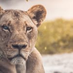 Links to The 10 most dangerous animals in the world