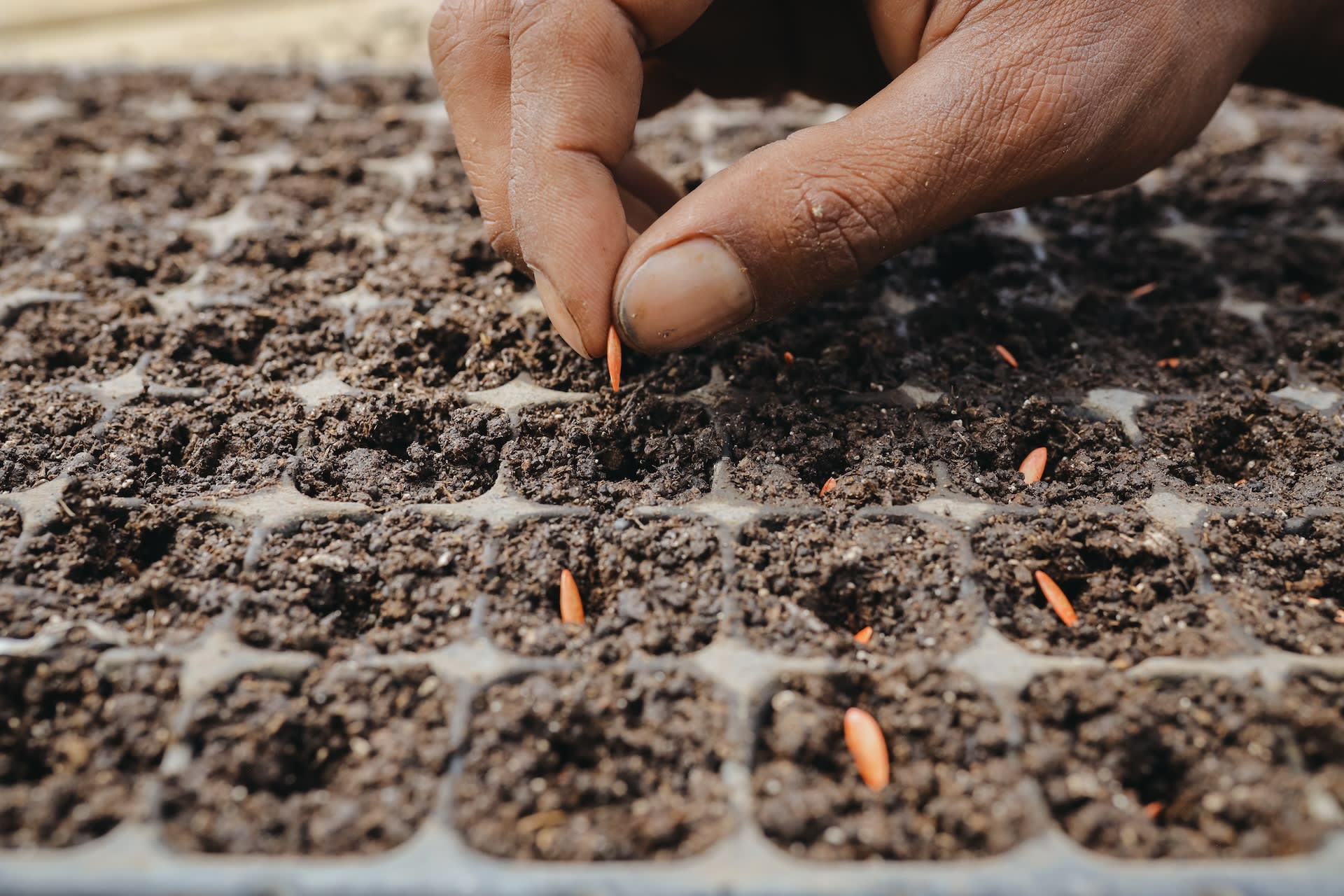 A row of dirt with bright orange seeds.