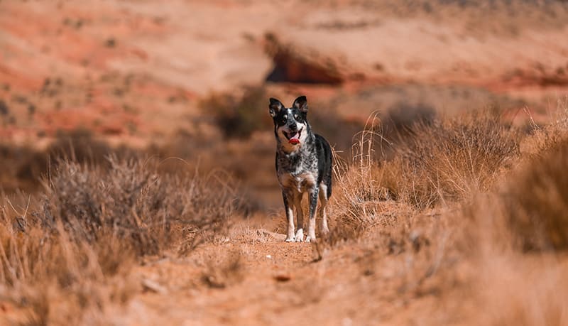 A picture of a dog surrounded by dunes and dry grass. It's black, brown and white.