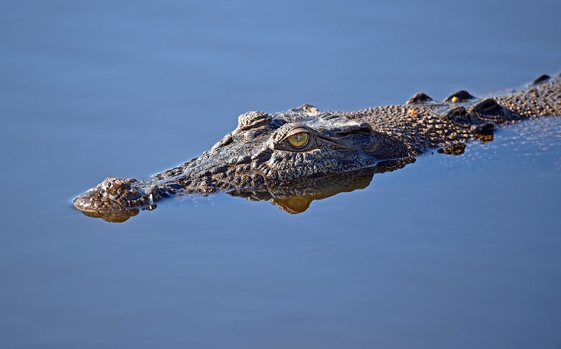An alligator is half under-water. You can see its scale skin and yellow eyes. It is one of the world's most dangerous animals.