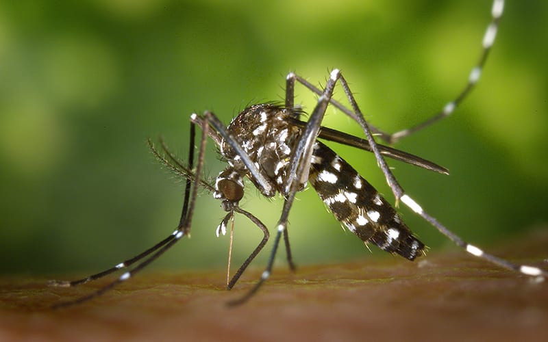 A close-up picture of a mosquito on someone's arm. It's one of the world's most dangerous animals.