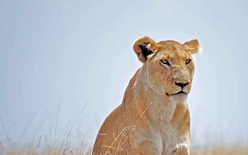 A close up picture of a lion, one of the world's most dangerous animals.
