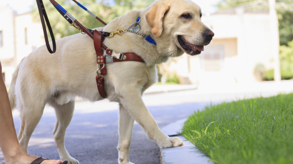 Southwest Airlines, Royal Caribbean Cruises Crack Down On Emotional Support Animals