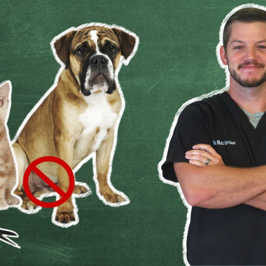 Pet 101: Spay or Neuter Your Pets