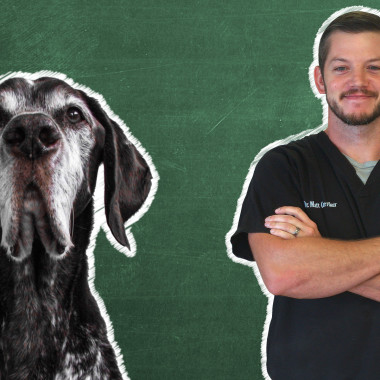 Pet 101: Senior Pets
